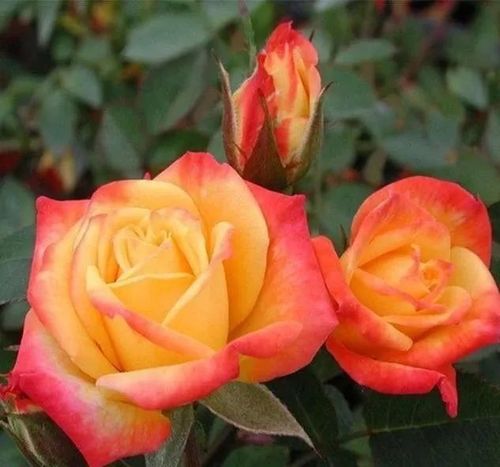 藤本月季中最耀眼的藤月藤彩虹