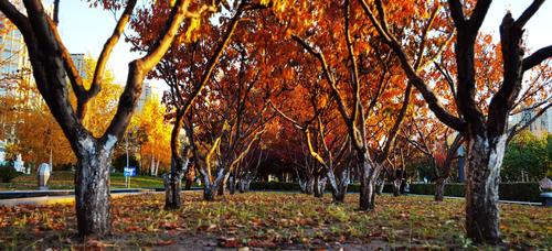 金色的秋天-哈尔滨
