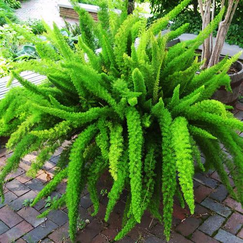 盆栽绿植阳台花卉盆栽庭院绿植虎雀a狐尾天门冬大苗1加仑盆带盆栽好