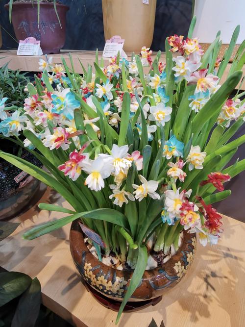七彩水仙花博会_水仙花_家居家装_家居装饰