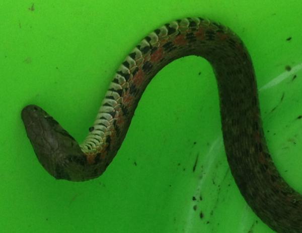 这是什么蛇?有毒不?