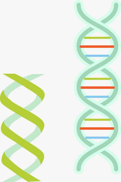 关键词 : dna,ppt元素,科学,研究,实验,dna双螺旋,矢量图