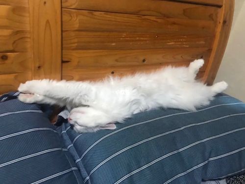 各种各样的没睡醒_宠物_我家宠物好可爱_宠物_猫_晒猫
