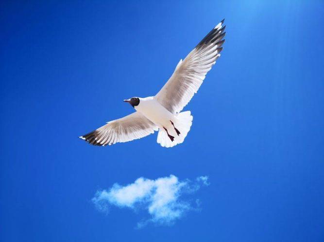 飞翔海鸥,原以为海鸥只有大海边才有,当在高海拔的湖边感到非常惊叹.