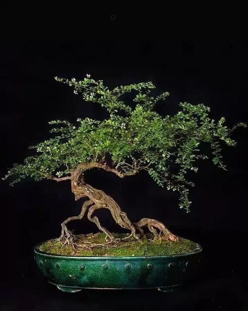 树木树桩盆景欣赏