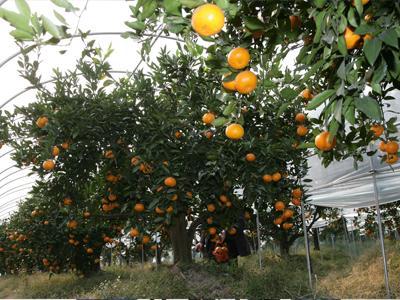 【中国柑橘博览园】