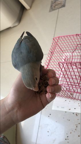 出一只蓝银牡丹鹦鹉