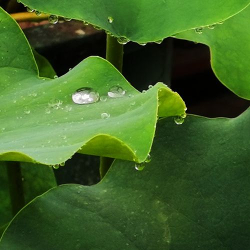 夏雨荷叶露珠靓