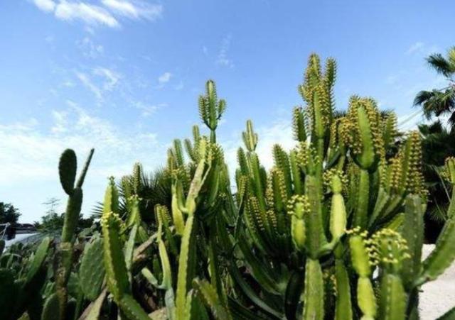 为什么说沙漠里的仙人掌能救人一命?野外生存达人告诉