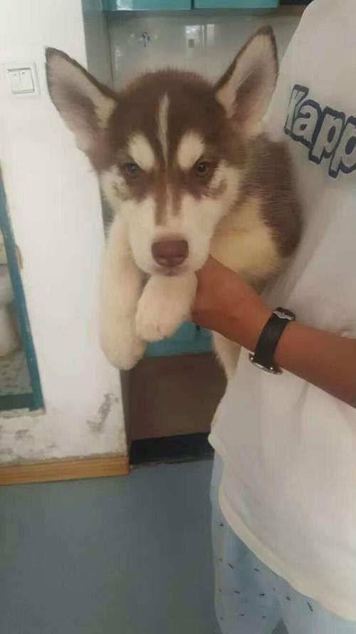 出售极品单血统梦幻色哈士奇