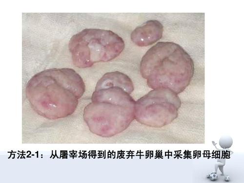 方法2-1:从屠宰场得到的废弃牛卵巢中采集卵母细胞