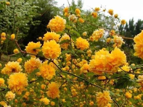 五月繁花盛,花开处处景,你认识的都有哪些?