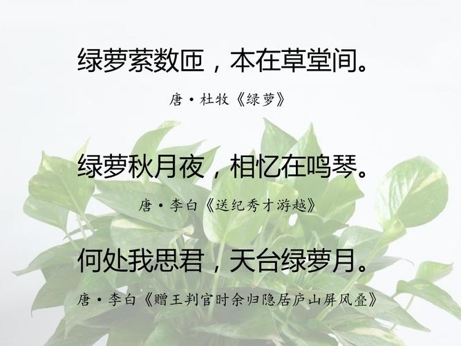 一句话赞美绿萝诗句有关绿萝的经典名诗
