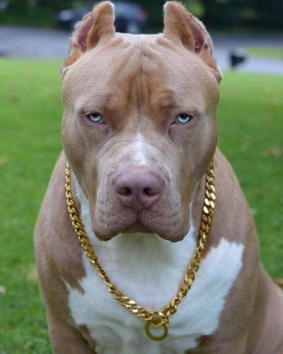 狗狗被救后每天微笑报恩,一笑就是12年,都忘记自己是只恶犬了