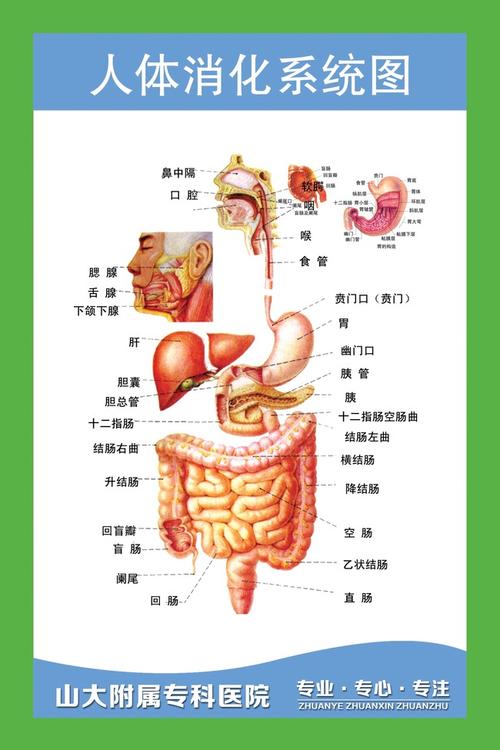 原创人体消化系统示意图版权可商用