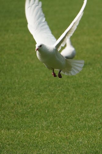 【鸽子摄影图片】生态摄影_太平洋电脑网摄影部落