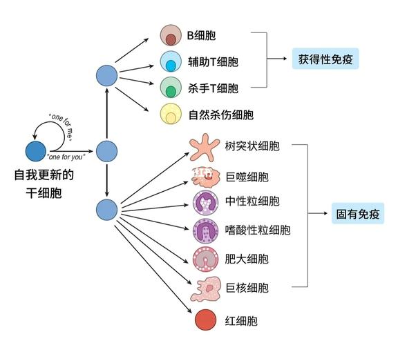 细胞的种类_学习_医疗健康_医疗健康其他