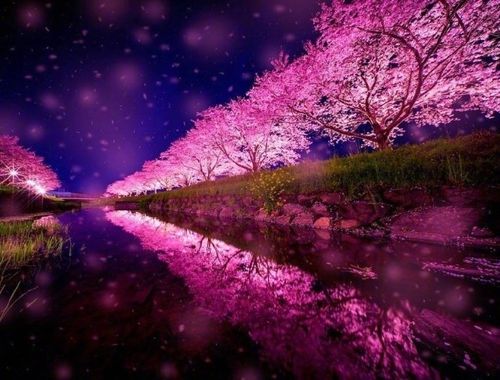 唯美景色樱花写真