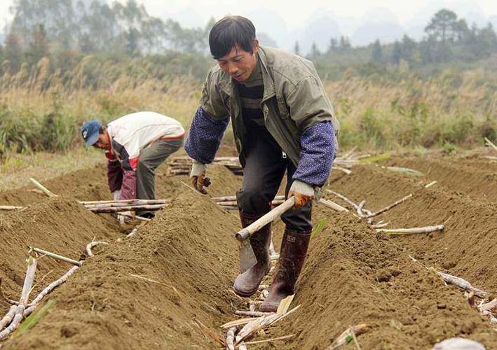 甘蔗怎么育苗的,我来告诉你全过程_种植