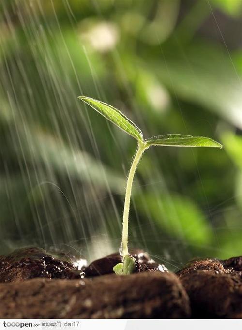 新芽嫩叶-岩石上的种子