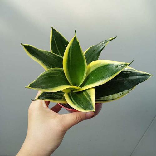 【基地直供】批发荷花兰90# 虎尾兰 虎皮兰多肉防辐射