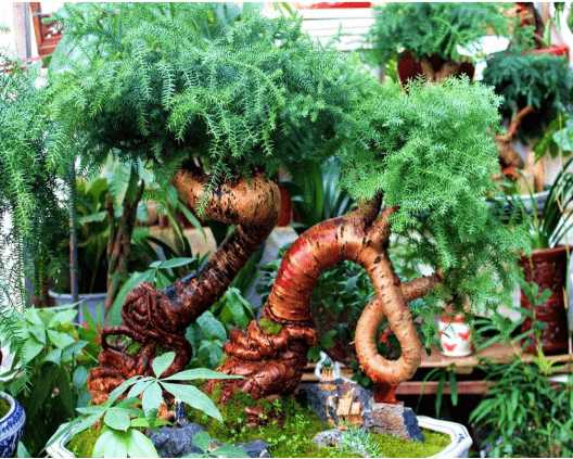 澳洲杉枯萎了怎么处理?澳洲杉重生的方法介绍!