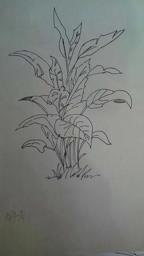 万年青|插画|创作习作|黄木耳 - 原创作品 - 站酷