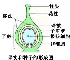 子房壁发育成果皮,胚珠发育成种子,珠被发育成果皮,受精卵发育成胚