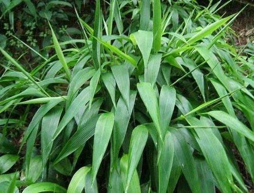 原创竹叶和淡竹叶,不要傻傻的分不清
