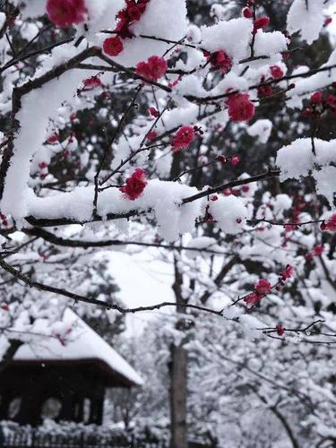 一曲《红梅赞》,祝您大雪安康!