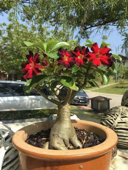 沙漠玫瑰有"3个"喜好,满足后,开花旺,枝干粗,越养越值钱