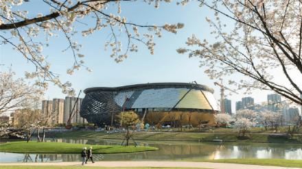 杭州运河亚运公园内的樱花都盛开了