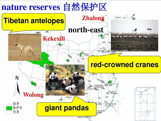 nature reserves 自然保护区 tibetan antelopes kekexili zhalong