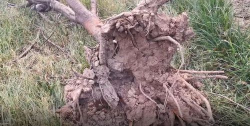 解析樱花树大量死亡的原因那些易忽视却致命的病虫害