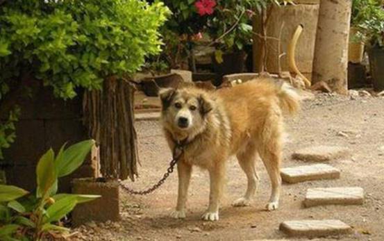 农村俗语说得好再穷不卖看家狗再富不宰耕地牛句句皆是经典