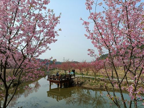 醉美湘潭七星村200亩樱花争相怒放