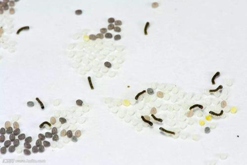 蚕卵在孵化的过程中,形态上发生了哪些变化?