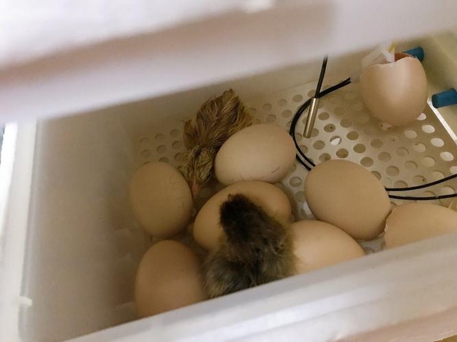 孵化第21天,早上早早的来到幼儿园,两只小家伙已经破壳而出了