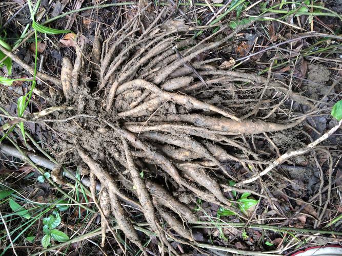 想问下这是什么植物?根部多须.味苦,闻着很香.有图.