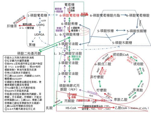 糖代谢途径汇总简图