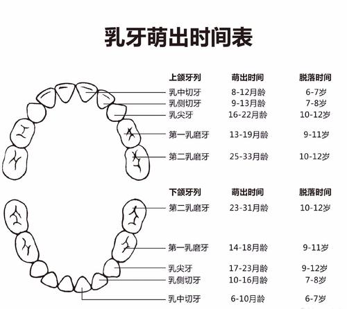 乳恒牙萌出及替换时间