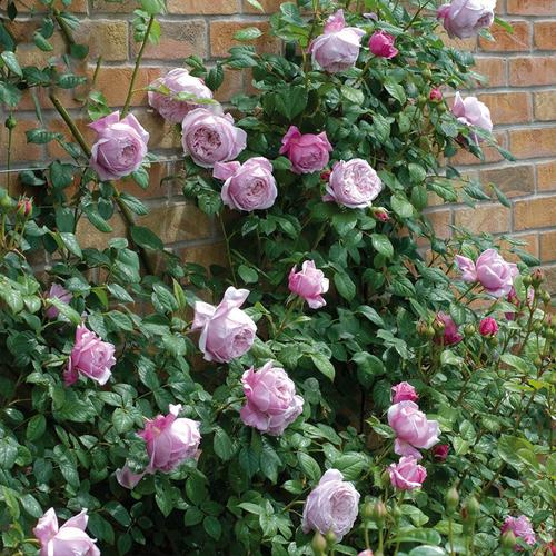 自由精神月季可藤可灌大花浓香抗病多季开花园庭院植物花卉