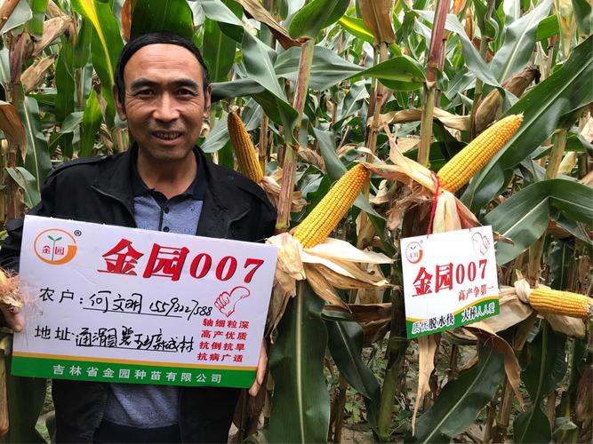 金园007—好玉米,好收成!【甘肃篇】