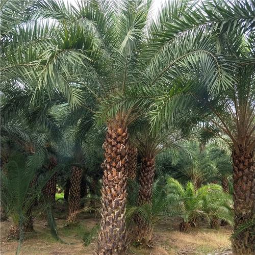 中东海枣种植基地广西中东海枣价格