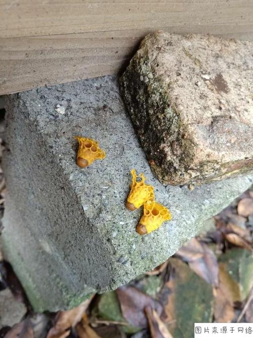 中蜂出现王台,该怎样管理?