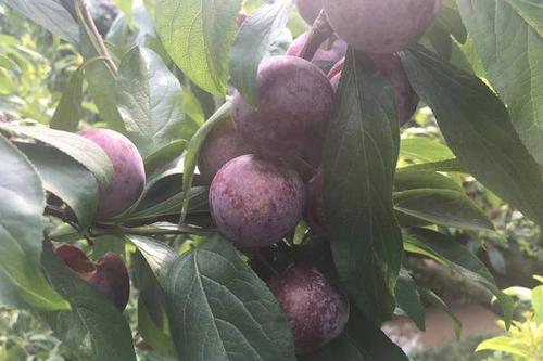 0/株  (基地直销)正宗脆红李苗四川李子苗