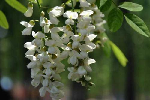 洋槐花有毒吗,全株都不存在任何毒性