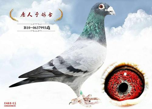 胡本.花花公子.直子_山东于雪松_ag188.com爱鸽商城_中国信鸽信息网
