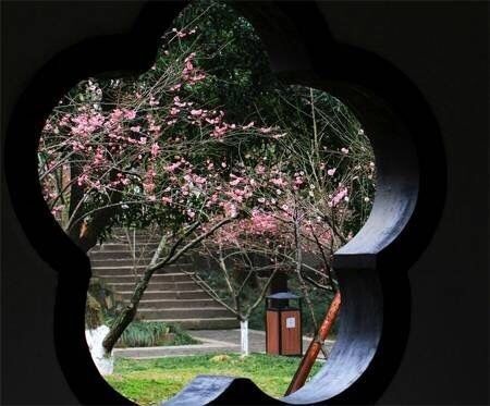 隔着景窗,望着窗外,心,清如风拂,倚窗独坐静观窗外,心静如水永恒.