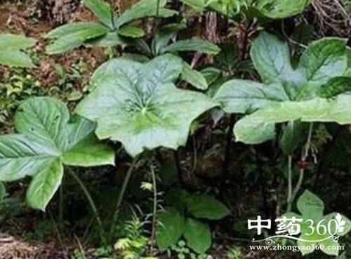 鬼臼的功效与作用 鬼臼的附方